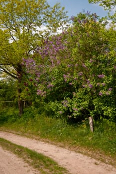 blossoming lilac in may / schleswig-holstein / germany