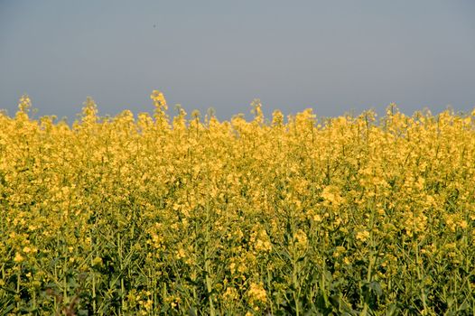 rape field in april / schleswig-holstein / germany