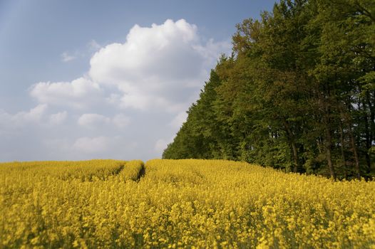 rape field in may / schleswig-holstein / germany