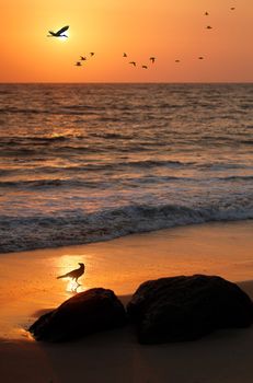 Flock of flying birds, crane and crow at seashore with a golden sun in the backdrop