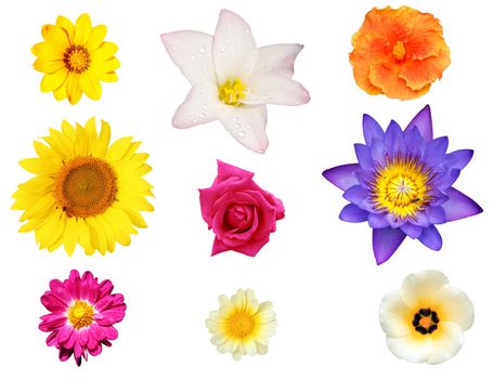 Isolated collection of flowers like water lily, chrysanthemum, daisy and hibiscus