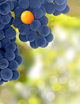 Yellow grapes and purple grapes - stand out from the crowd concept