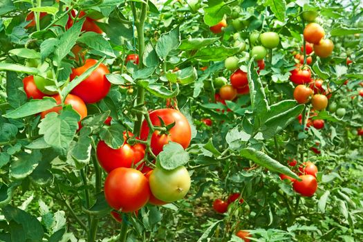 Many bunches with ripe red and unripe green tomatoes that growing in greenhouse