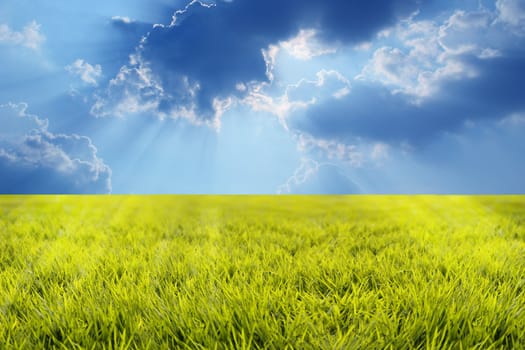 Grassland with lush growth of grass with morning sunbeams and beautiful sky