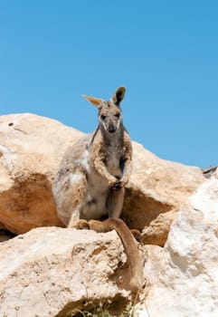 endangered yellow footed rock wallaby in the wild