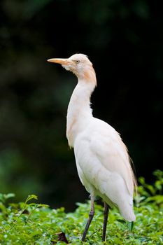 a white cattle egret bird stands on top of a bush