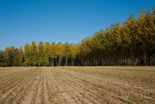 rows of trees of the Venetian countryside