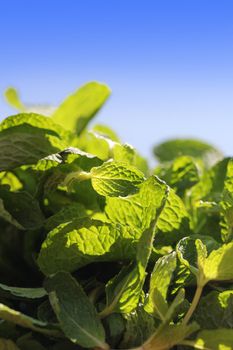 Fresh bunch of spicy flavored and aromatic mint leaves glowing in sun light 