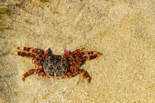 Beautiful orange colored crab resting on sand. Photo with copy space.