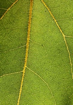 Highly detailed macro photo of a leaf showing network of veins