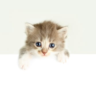 Kitten banner isolated on white