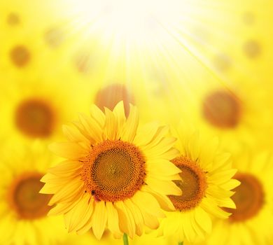 Full bloom sunflowers backlit by sunlight in a sunflower garden