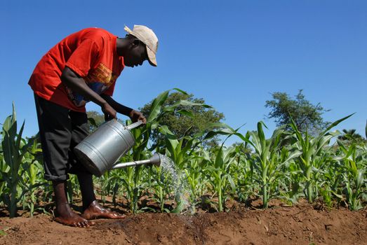 Malawi - February  10,2011: farmer watering his field of sugar cane.The population of Malawi are mostly cultivated mainly sugar cane, a mainstay of the country.