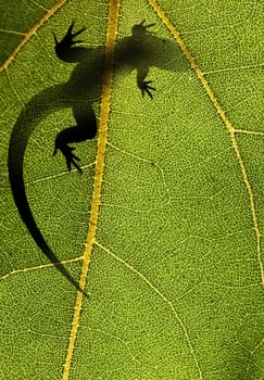 Silhouette of a lizard on top of a leaf back lit by sunlight