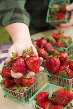 Farmer Gathering Fresh Red Strawberries in Baskets.