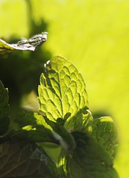 Close up of spicy flavored and aromatic mint leaf glowing in sun light 