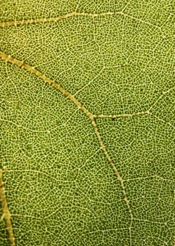 Highly detailed close up photo of a plant foliage showing web of veins
