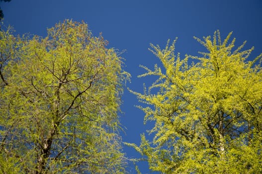 tree in springtime