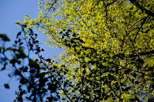 tree in springtime