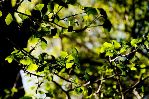 tree in springtime