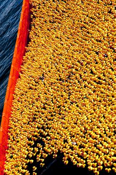 entenrennen / duck race / lions club / kiel / germany