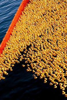 entenrennen / duck race / lions club / kiel / germany