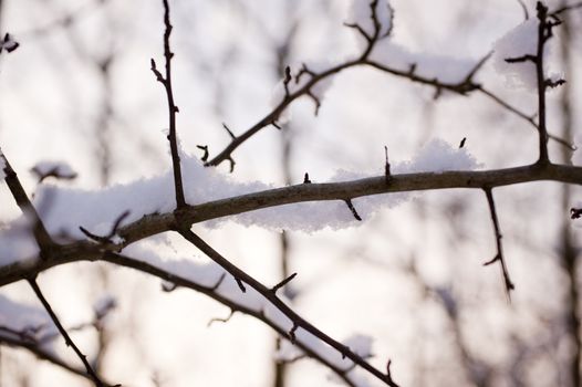snowy winter scene in a wood