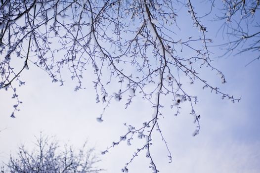snowy winter scene in a wood