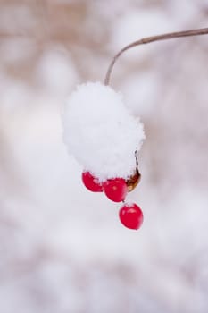 snowy winter scene in a wood