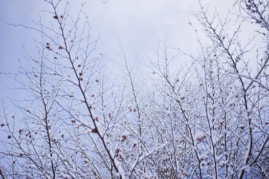 snowy winter scene in a wood