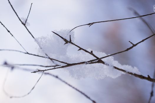 snowy winter scene in a wood