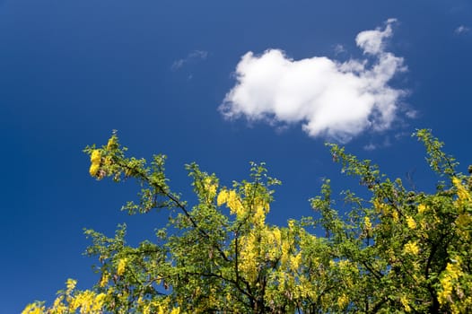 tree in springtime