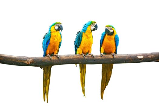 Blue-and-Yellow Macaw (Ara ararauna), also known as the Blue-and-Gold Macaw on branch isolated