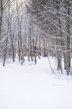 snowy winter scene in a wood