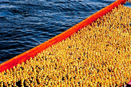 entenrennen / duck race / lions club / kiel / germany