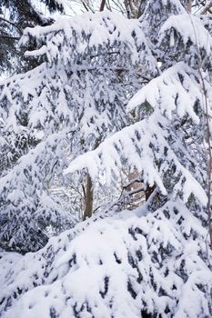 snowy winter scene in a wood