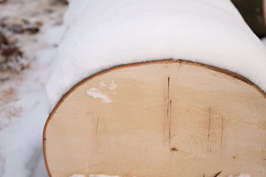 snowy winter scene in a wood