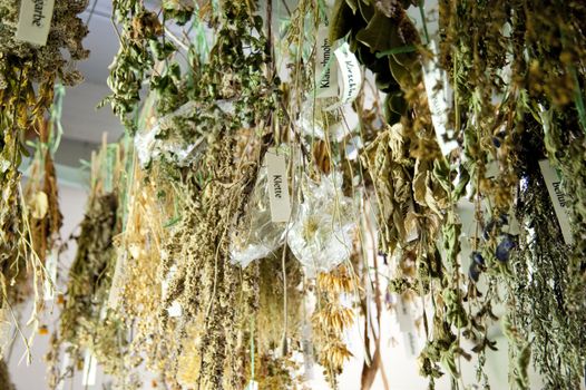 dried herbs of an old parmacy