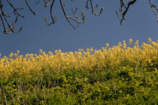 rape field in may