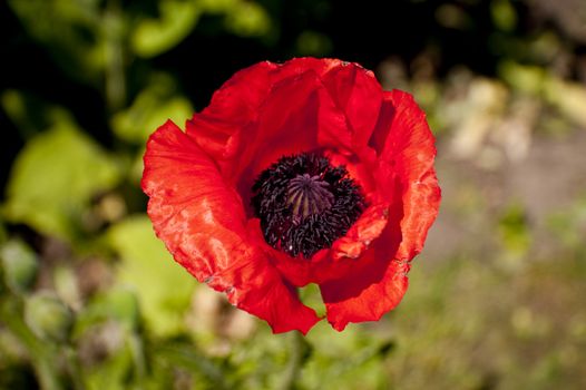 cole up of a poppy flower