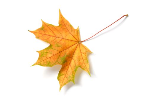 Macro of autumn leaf on white background