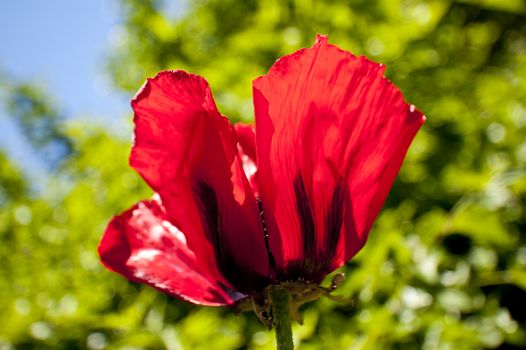 cole up of a poppy flower