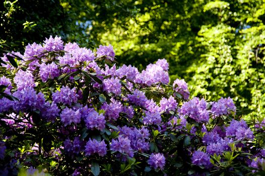 blossoming rhododendron in june