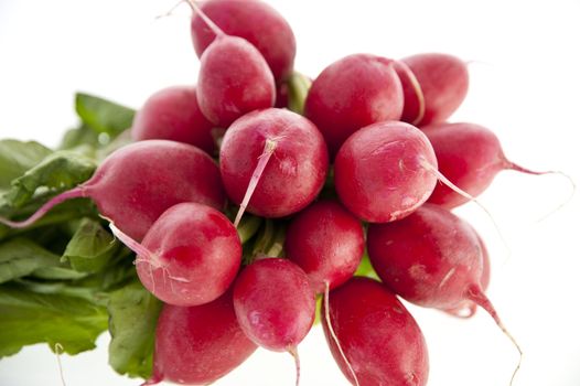 close up of fresh radishs