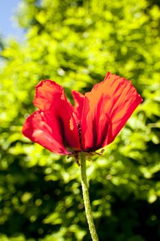 cole up of a poppy flower