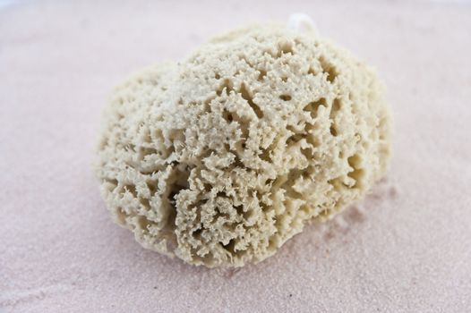 close up of a sponge