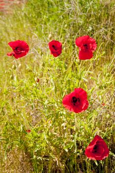 poppies on a meadow in june
