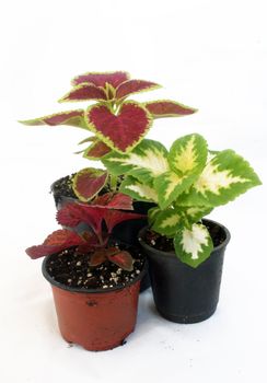 Greenhouse production of flowers