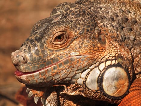 Iguana face macro