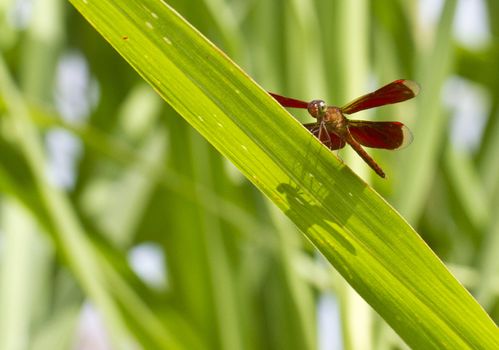 Red Dragonfly resting on a grass leaf on a bright sunny day